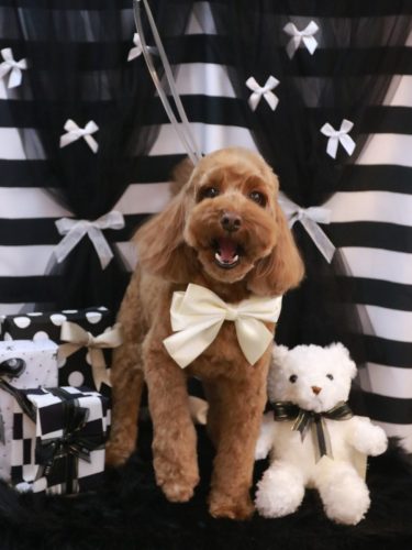 20260201テディくん