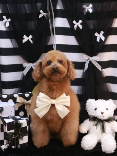 20260201チョコちゃん