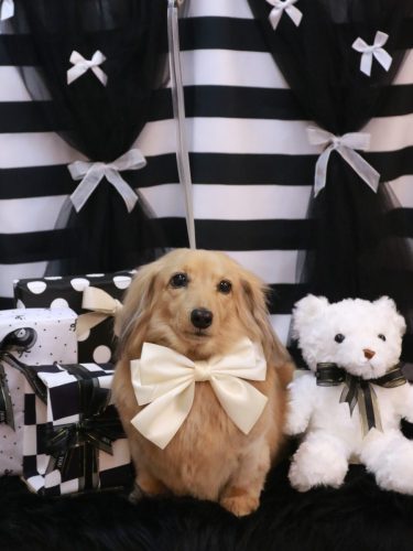 20260201モカちゃん