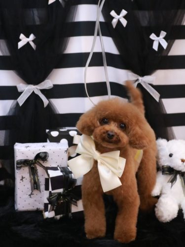 20260201モコちゃん