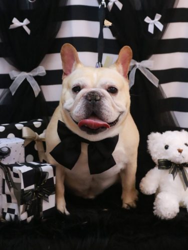 20260203こてつくん