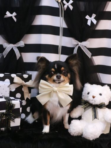 20260203天ちゃん