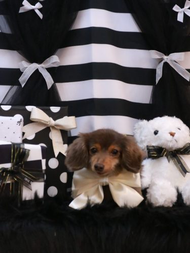 20260203ココちゃん