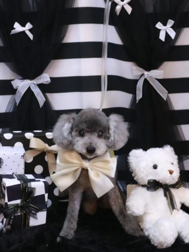 20260203タルトくん