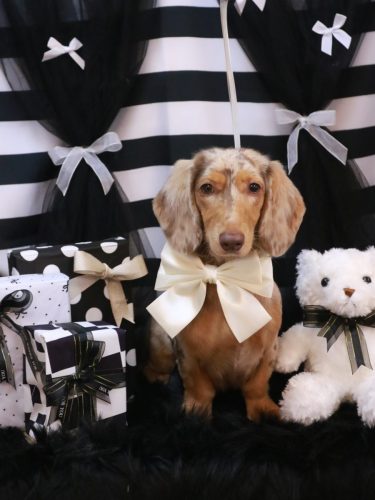 20260203栞ちゃん