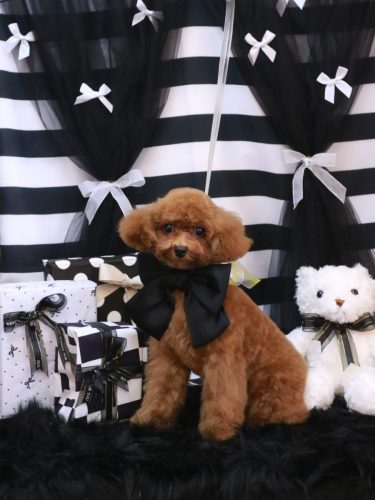 20260203モアちゃん