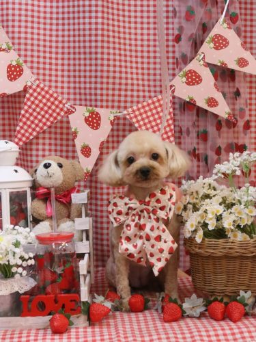 20260204ティアラちゃん