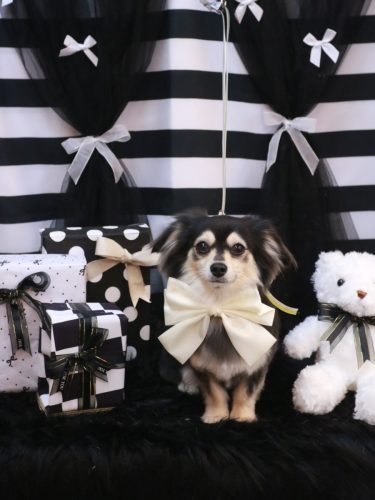 20260204ルルちゃん