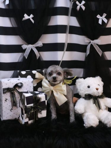 20260204おこげちゃん 