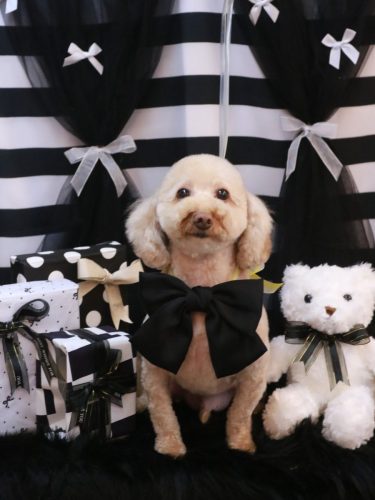 20260204きなこくん