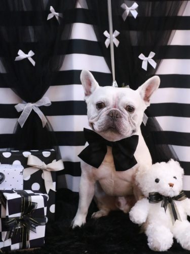 20260204ブーくん 