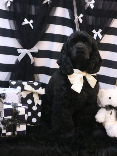 20260205天ちゃん