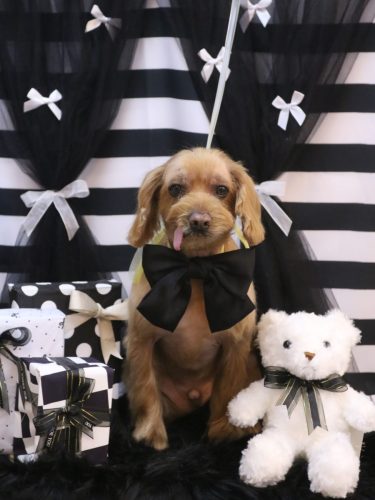 20260205紋之助くん