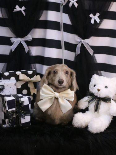 20260206ぺこちゃん