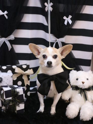 20260206うにちゃん