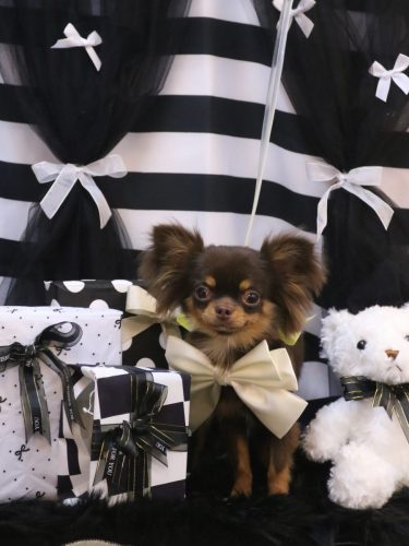 20260207りくくん