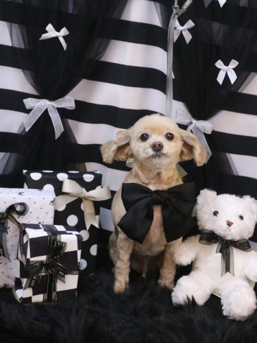 20260207ブランくん