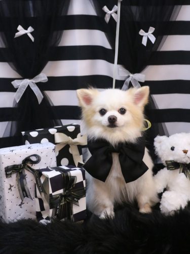 20260207ラテくん