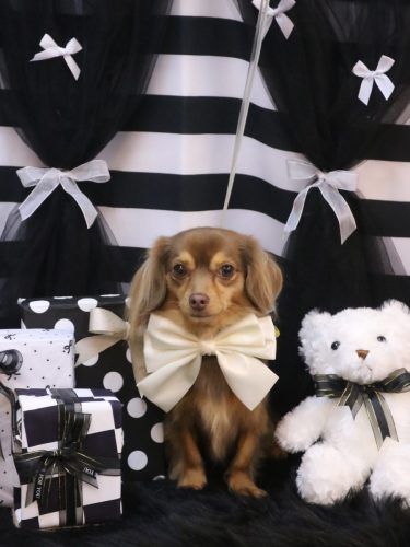 20260207いるちゃん