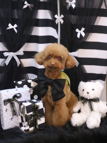 20260207くるるくん