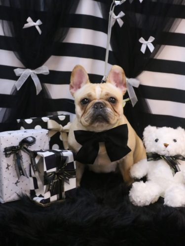 20260207NICOちゃん