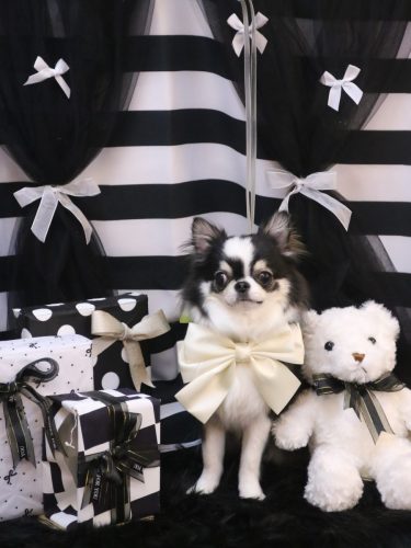 20260207はなまるちゃん