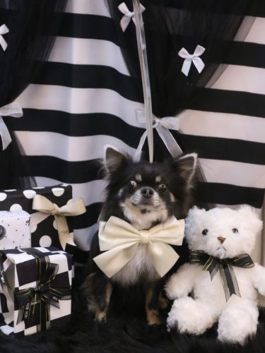 20260207らんまるちゃん