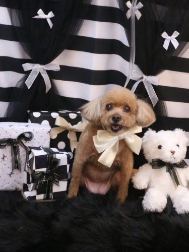 20260207フーちゃん