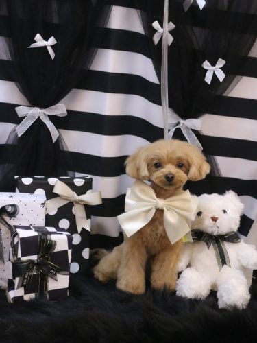 20260207らぶちゃん