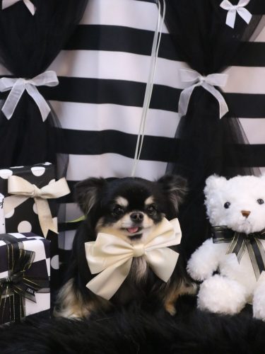 20260207プリンちゃん