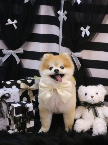 20260207モコくん