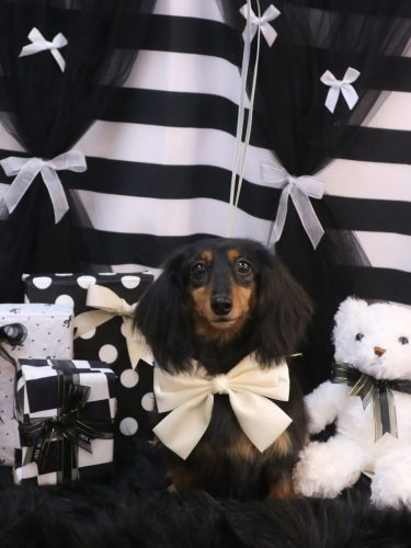 20260208こまちちゃん