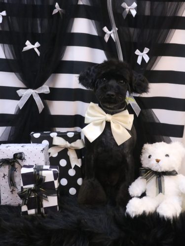 20260208レアくん