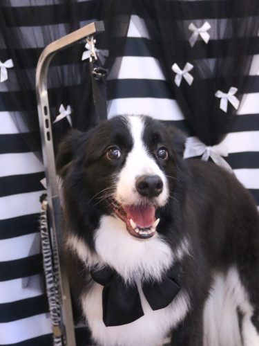 20260208ウィルくん