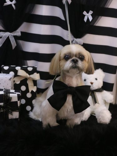 20260208ちょびくん