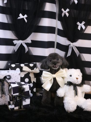 20260210ラテちゃん