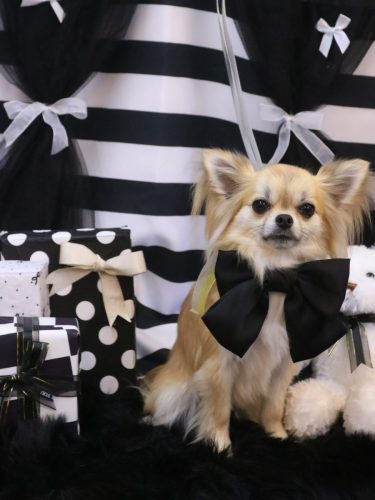 20260210ぽんくん