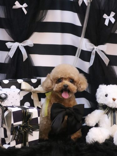 20260210COCOちゃん