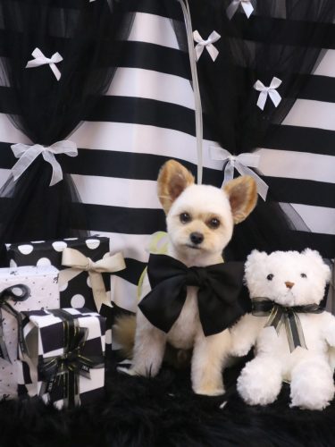 20260210モコくん