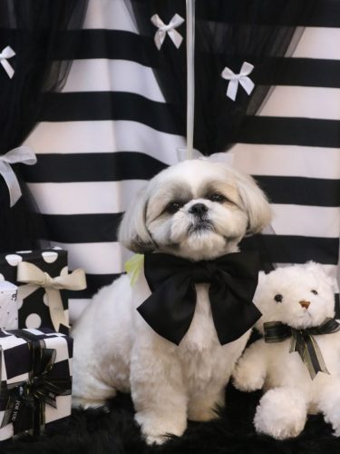 20260210みたらしちゃん