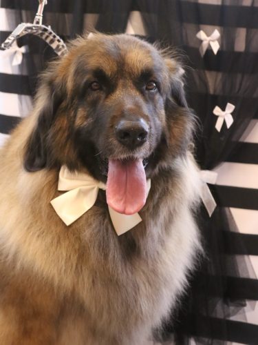 20260210シェリーちゃん