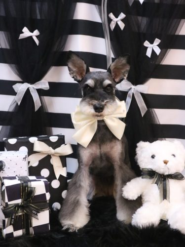 20260211ニーナちゃん