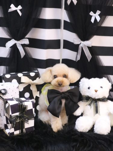 20260211こむぎちゃん