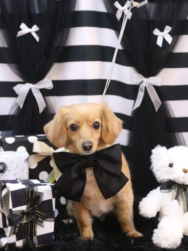 20260211ルークくん