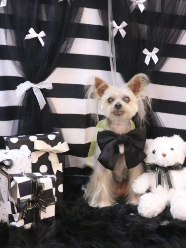 20260211ココちゃん