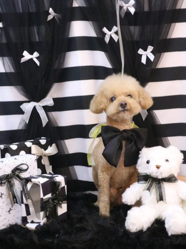 20260211ココアくん