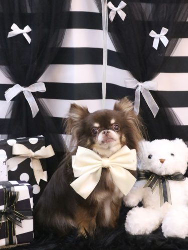 20260211チロルくん