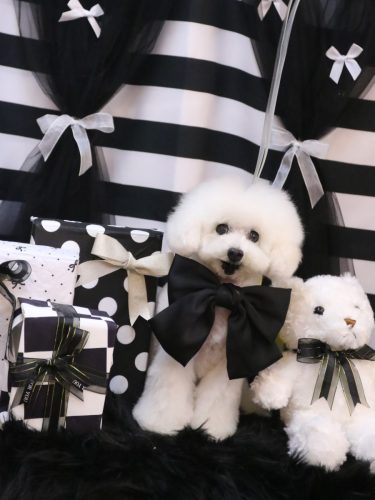 20260211チュッチュくん