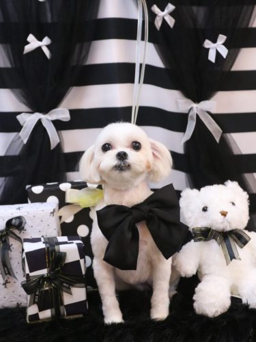 20260212トルちゃん