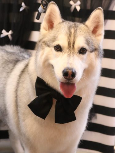 20260212てるくん